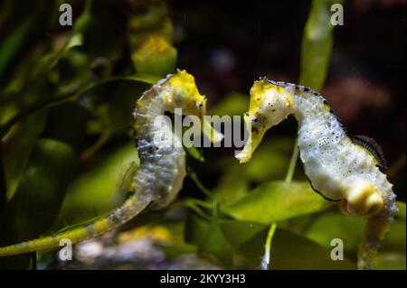 Zwei Exemplare von Longsnout Seepferdchen (Hippocampus reidi), auch bekannt als schlankes Seepferdchen, das unter Wasser schwimmt Stockfoto