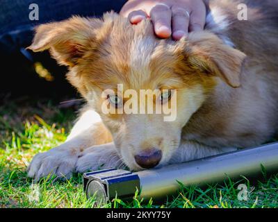 Ein Collie Hündchen mit goldenhonigfarbenen Bändern Stockfoto