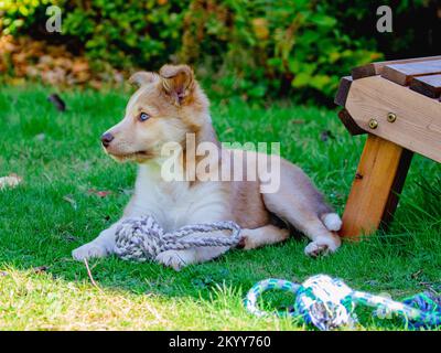 Ein Collie Hündchen mit goldenhonigfarbenen Bändern Stockfoto