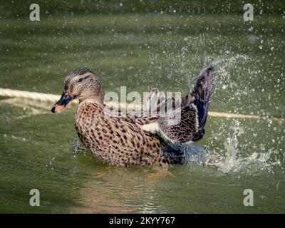 Weibliche Mallard-Ente, die Wasser spritzt Stockfoto