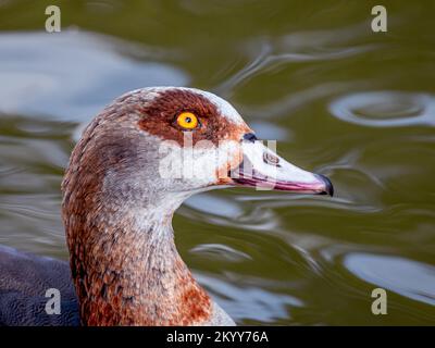 Das hellgelbe Auge der ägyptischen Gans Stockfoto