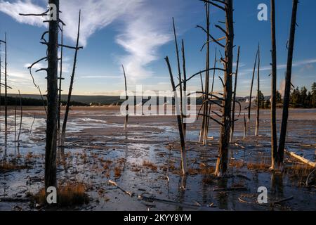 WY05152-00....Wyoming - Tote Bäume im Fountain Paint Pots Area, Lower Geyser Basin, Yellowstone National Park. Stockfoto