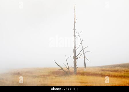 WY05160-00....Wyoming - einsamer toter Baum mit Nebel und Nebel am Firehole River, Upper Geyser Basin, im Yellowstone-Nationalpark. Stockfoto