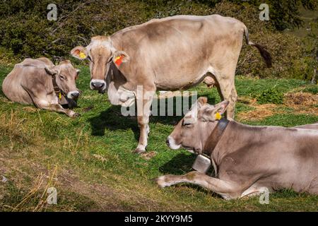 Alpenkühe im Engadintal, Schweizer Alpen, Schweiz Stockfoto