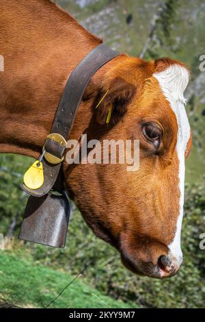 Alpenkühe im Engadintal, Schweizer Alpen, Schweiz Stockfoto