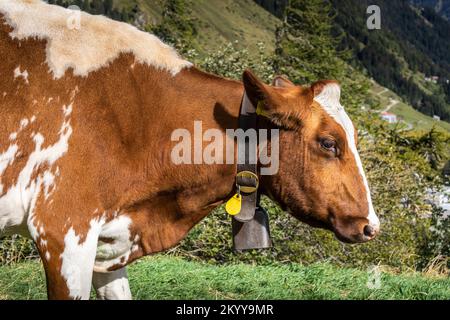 Alpenkühe im Engadintal, Schweizer Alpen, Schweiz Stockfoto