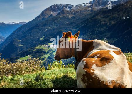 Alpenkühe im Engadintal, Schweizer Alpen, Schweiz Stockfoto