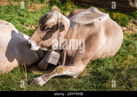 Alpenkühe im Engadintal, Schweizer Alpen, Schweiz Stockfoto