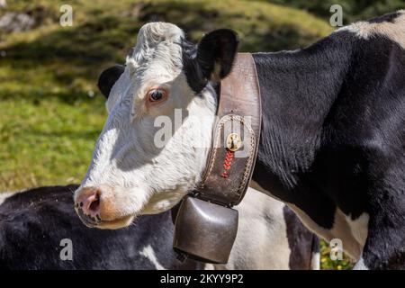 Alpenkühe im Engadintal, Schweizer Alpen, Schweiz Stockfoto