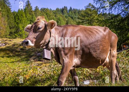 Alpenkühe im Engadintal, Schweizer Alpen, Schweiz Stockfoto