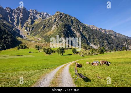 Alpenlandstraße und Kühe im Engadintal, Schweizer Alpen, Schweiz Stockfoto
