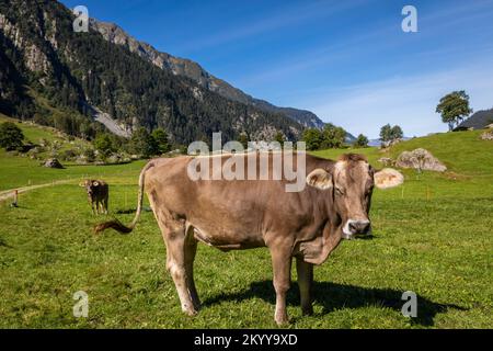 Alpenkühe im Engadintal, Schweizer Alpen, Schweiz Stockfoto