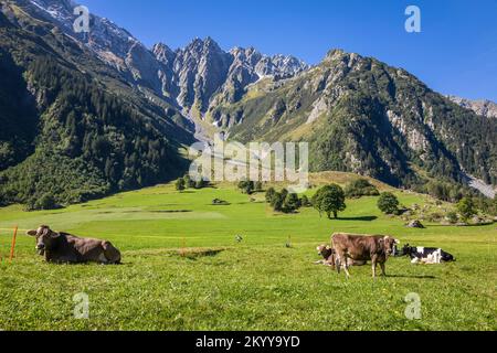 Alpenkühe im Engadintal, Schweizer Alpen, Schweiz Stockfoto