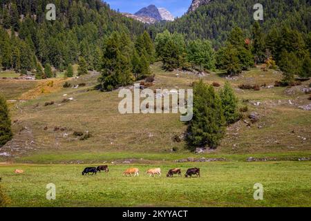 Alpenkühe im Engadintal, Schweizer Alpen, Schweiz Stockfoto