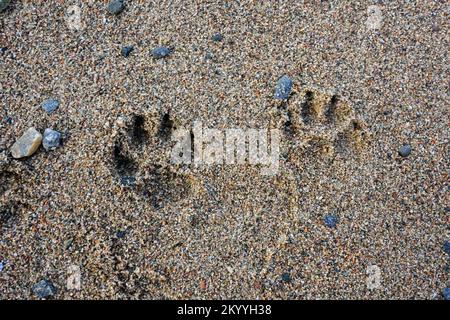 Hundepfotenabdrücke im groben Sand. Stockfoto