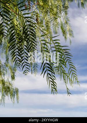 Weinende Weidenzweige gegen einen blauen Himmel mit weißen Wolken. Stockfoto