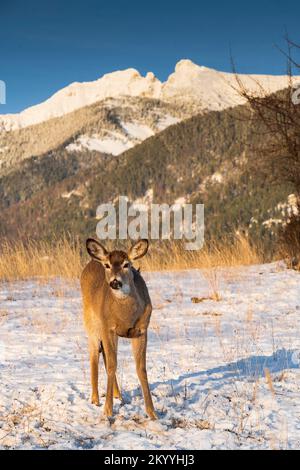 Nordamerika; Vereinigte Staaten; Montana; Mission Mountains; Wildtiere; Säugetiere; Hirsche; Weißwedelhirsche; Odocoileus virginianus; Mustertier Stockfoto