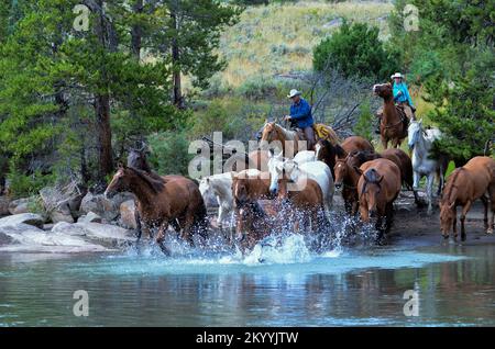 Cowboys und Pferde überqueren den Fluss in Wyoming Stockfoto