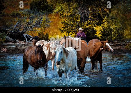 Cowboys und Pferde überqueren den Fluss in Wyoming Stockfoto