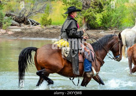 Cowboys und Pferde überqueren den Fluss in Wyoming Stockfoto