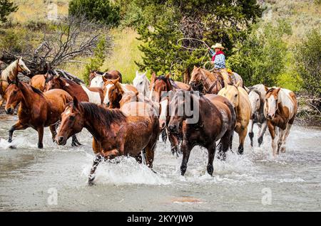 Cowboys und Pferde überqueren den Fluss in Wyoming Stockfoto