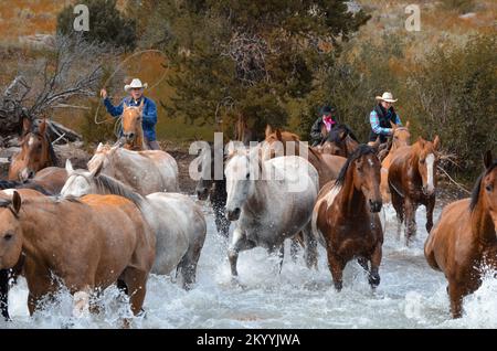 Cowboys und Pferde überqueren den Fluss in Wyoming Stockfoto