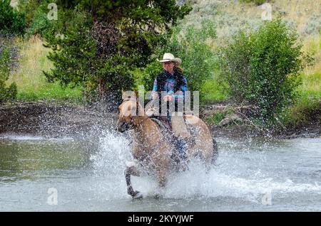 Cowboys und Pferde überqueren den Fluss in Wyoming Stockfoto