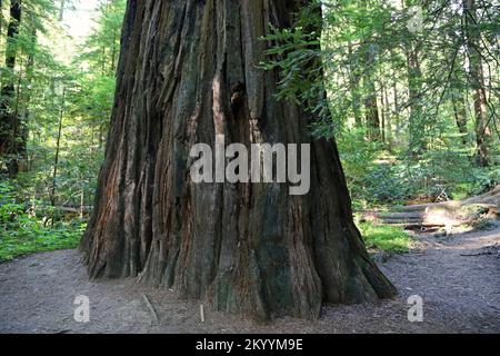 Basis des Stammes - Redwood-Nationalpark, Kalifornien Stockfoto