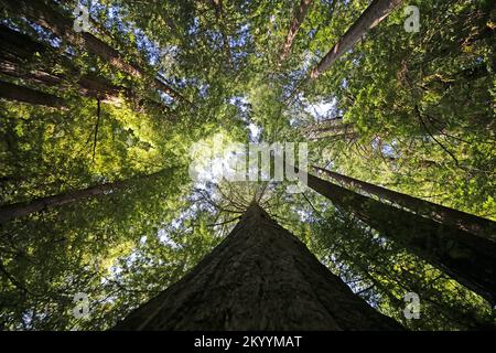 Redwood-Baum suchen - Redwood-Nationalpark, Kalifornien Stockfoto