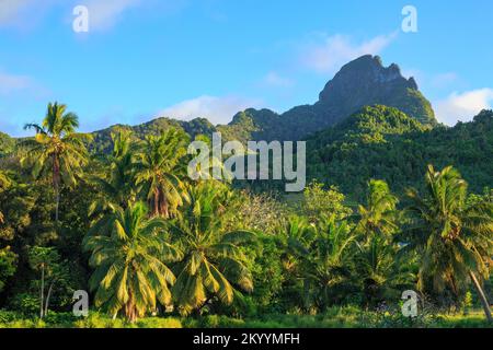 Landschaft auf der tropischen Insel Rarotonga, einer der Cook-Inseln. Palmen wachsen im Vordergrund mit dem Berg Ikurangi dahinter Stockfoto