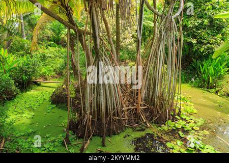 Ein Pandanusbaum mit langen Wurzeln wächst in einem sumpfigen Gebiet auf der tropischen Insel Rarotonga, Cook Islands Stockfoto