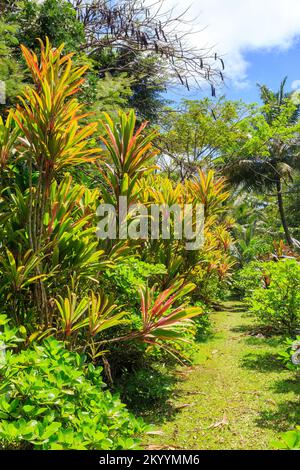 TI-Pflanzen (Cordyline fruticosa) mit farbenfrohem Laub wachsen in einem tropischen Garten. Rarotonga, Cookinseln Stockfoto