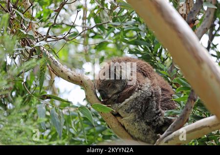 Schlafender Koala auf dem Baum - Australien Stockfoto