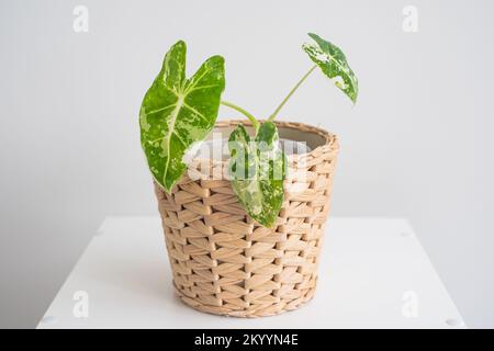 Frydek ALIAS K.A variegierte Alozasie in einem schönen Topf mit weißem Hintergrund, weißer Tisch. Das Konzept von Minimalismus und Naturliebhaber Stockfoto