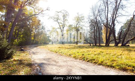 Wiese mit Gras und Heiserfrost im Park an einem sonnigen Herbstmorgen. Die Sonne scheint durch die Äste der Bäume. Herbst, Herbstsaison. Wunderschöner natürlicher Hintergrund Stockfoto