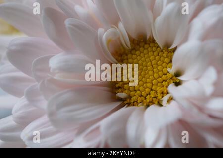 Makro eines weißen, wunderschönen Blumenkopfes mit Gänseblümchen Stockfoto