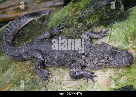 Nahaufnahme eines chinesischen Alligators (Alligator sinensis) auf Felsen Stockfoto