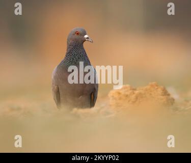 Felsentaube, gewöhnliche Taube, Felsentaube, die auf dem Boden forscht. Columba livia. Stockfoto