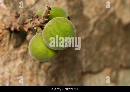 Ficus racemosa-Früchte auf dem Baum. Gular, Cluster FIG, Red River FIG. Stockfoto