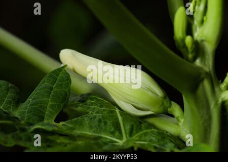 Papaya-Blütenknospen-Nahaufnahme. Pawpaw. papi. carica Papaya. Stockfoto