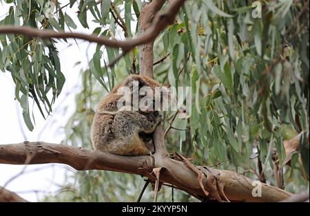 Koala schläft auf dem Ast - Australien Stockfoto