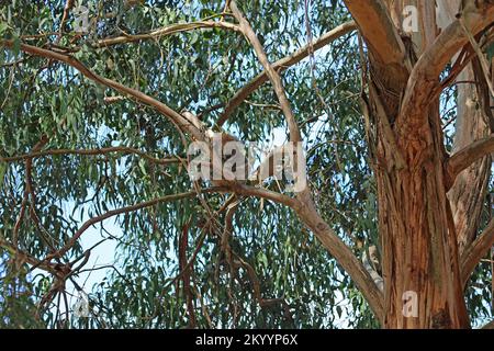Koala schläft auf Eukalyptusbaum - Australien Stockfoto