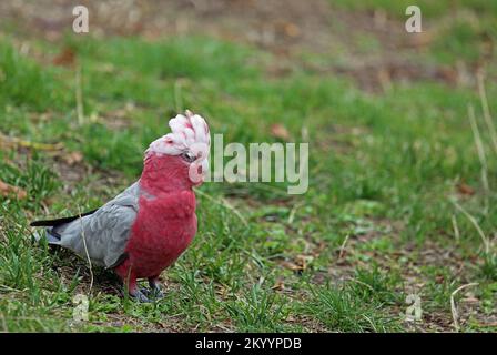 GALAH - Rosa-grauer Kakadu - Australien Stockfoto