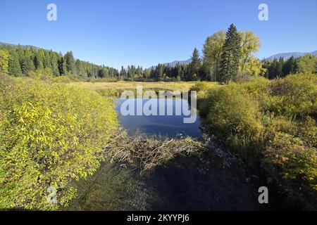 Im Herbst überquert ein Biberdamm den Bull River. Sanders County, Nordwest-Montana. (Foto: Randy Beacham) Stockfoto