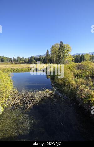 Im Herbst überquert ein Biberdamm den Bull River. Sanders County, Nordwest-Montana. (Foto: Randy Beacham) Stockfoto