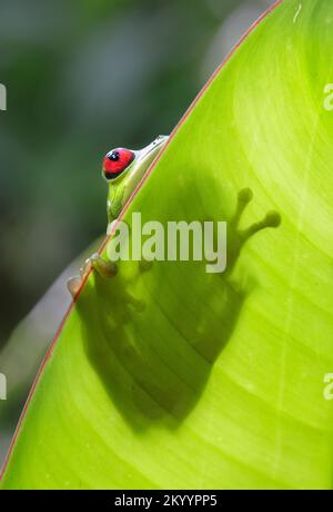 Rotäugiger Baumfrosch (Agalychnis callidryas) auf der gegenüberliegenden Seite der Heliconia-Blätter, Halbinsel Osa, Puntarenas, Costa Rica. Stockfoto