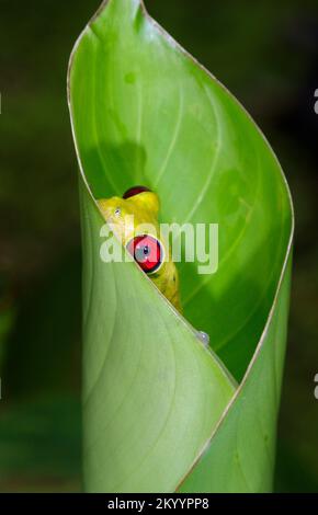 Rotäugiger Baumfrosch (Agalychnis callidryas), versteckt in Heliconia-Blättern, Osa-Halbinsel, Costa Rica. Stockfoto