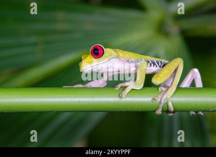 Rothäugiger Baumfrosch (Agalychnis callidryas) Kletterpflanzen bei Nacht, Halbinsel Osa, Costa Rica. Stockfoto