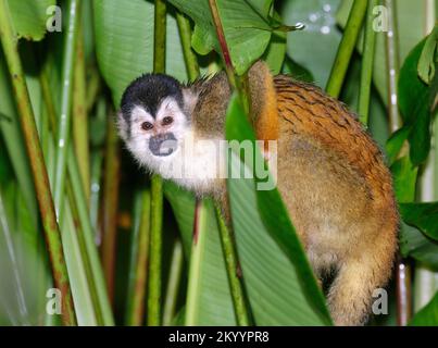 Nasses Eichhörnchen (Saimiri oerstedii) im Regenwald nach Regen, Halbinsel Osa, Puntarenas, Costa Rica. Stockfoto