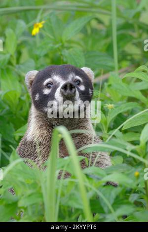 Weißnasen-Koati (Nasua narica), der den Fotografen aus Grasland, Osa Halbinsel, Puntarenas, Costa Rica ansieht. Stockfoto